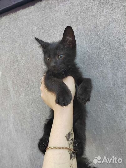 Чудесные котята ищут приют