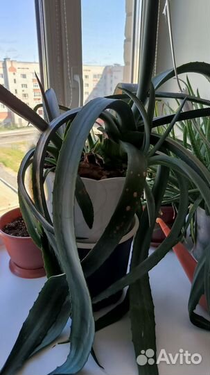 Домашние растения