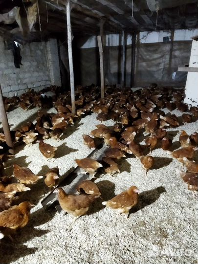 Куры молодки