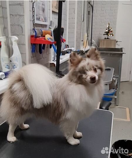 Стрижка собак Модельки