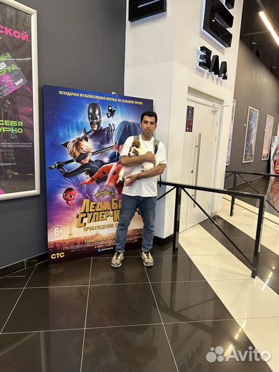 Щенки джек рассел терьер гладкошерстный