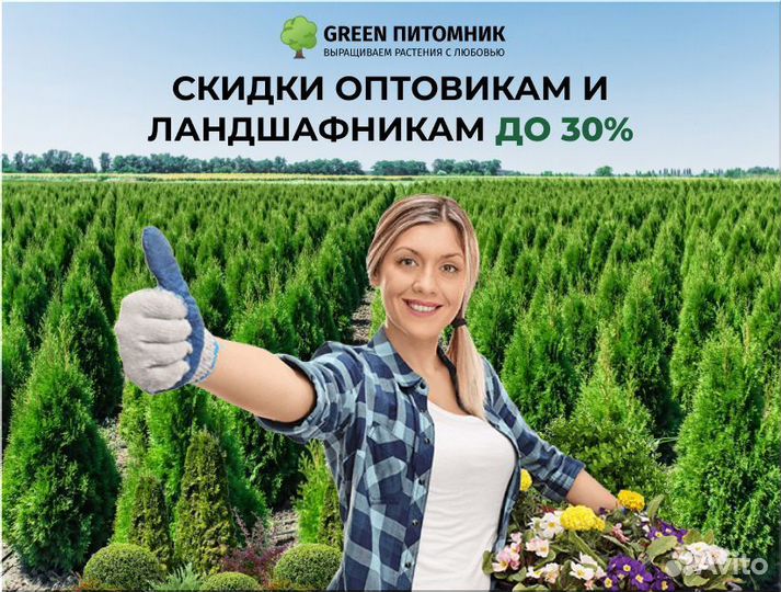 Туя западная Смарагд