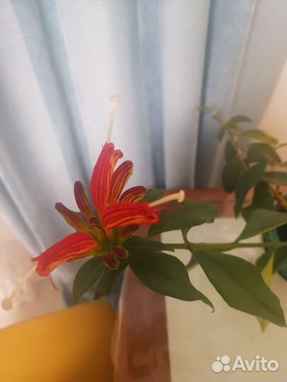 Эсхинантус жар птица