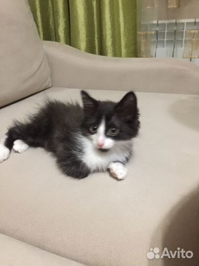 Котенок, котик