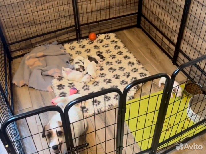 Усиленный вольер доставка в Ялту