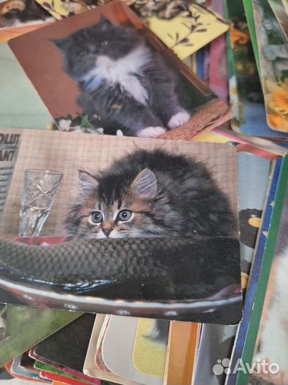 Календарики с кошками