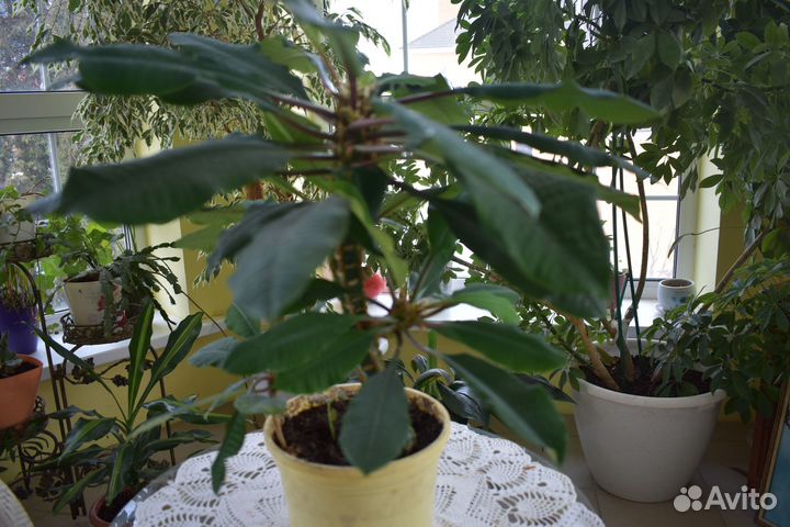 Комнатные растения