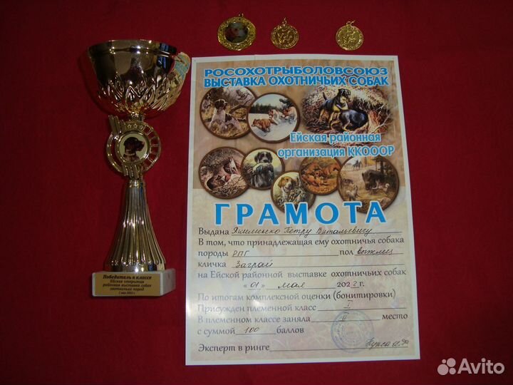 Русские Пегие Гончие