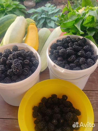 Ежевика ягода