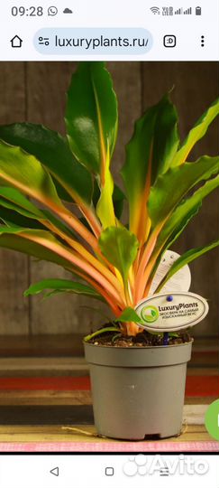 Хлорофитум оранж
