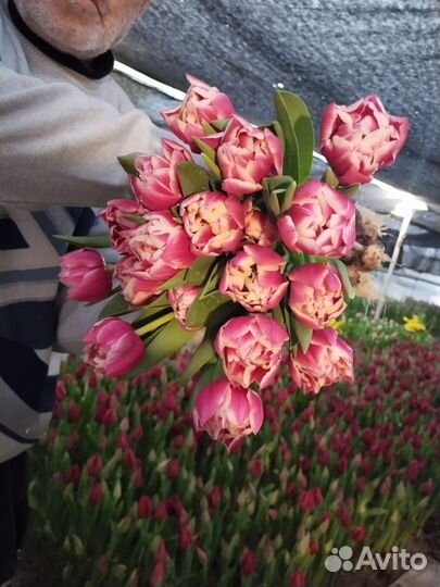 Продаю тюльпаны