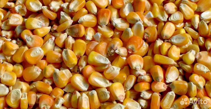 Кукуруза зерно