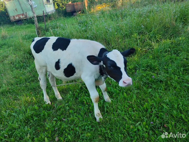 Телята бычки