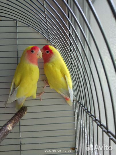 Попугаи неразлучники