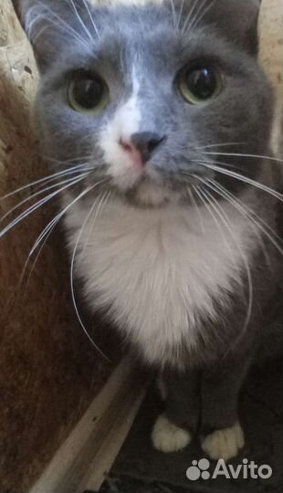 Кошка в дар