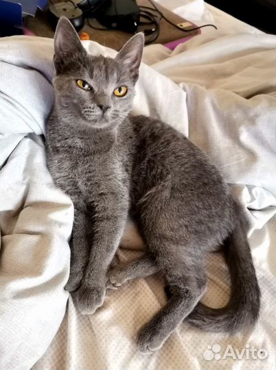 Отдам в хорошие руки котёнка 1.5 месяца