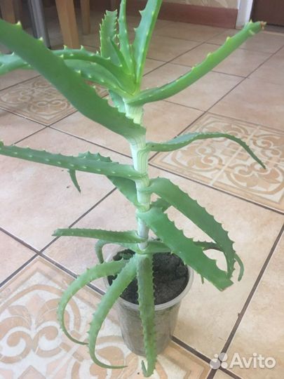 Алоэ лечебный