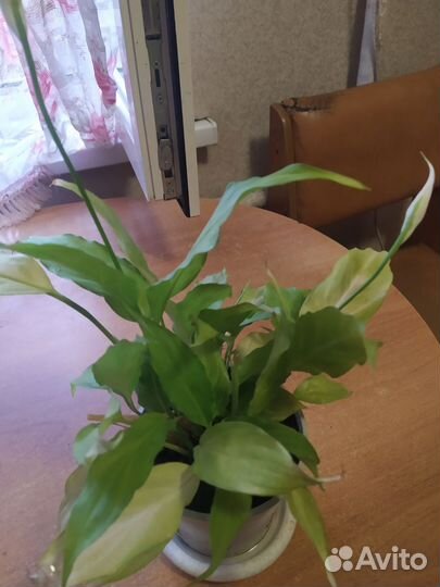 Спатифиллум Женское Счастье