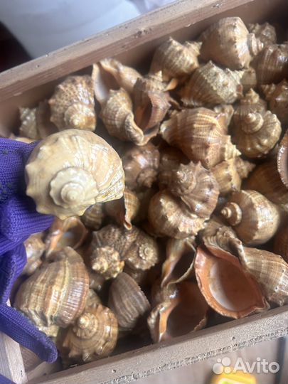 Ракушки - коробка целая
