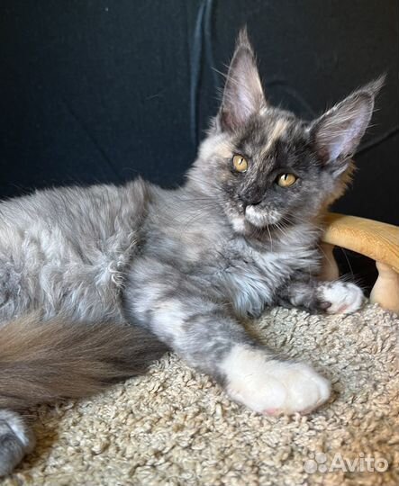 Мейн-кун кошечка