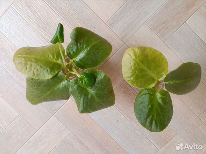 Листик фиалки укорененный. Денежное дерево