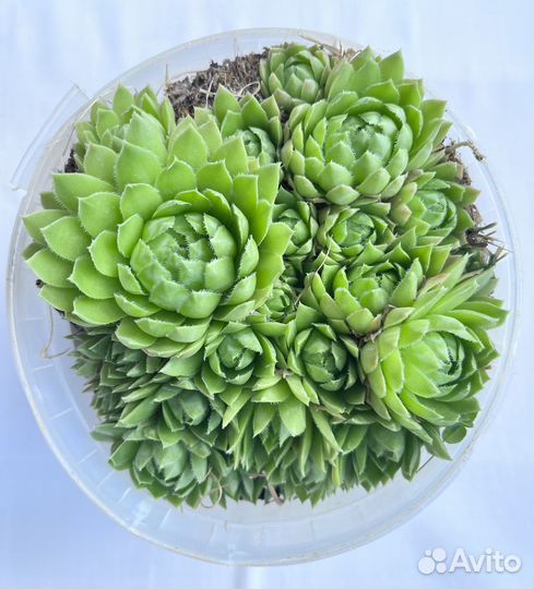 Суккуленты