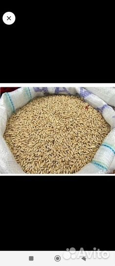 Пшеница, ячмень, овëс