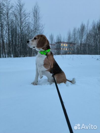 Вязка кобель бигль