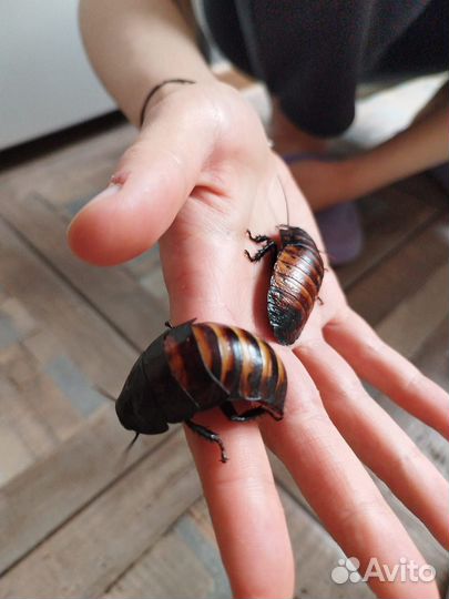 Колорадский жук