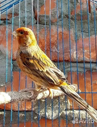 Канари певчие