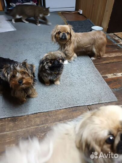 Пекинес вязка