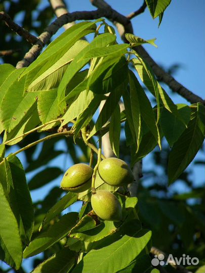 Саженцы манжурского ореха