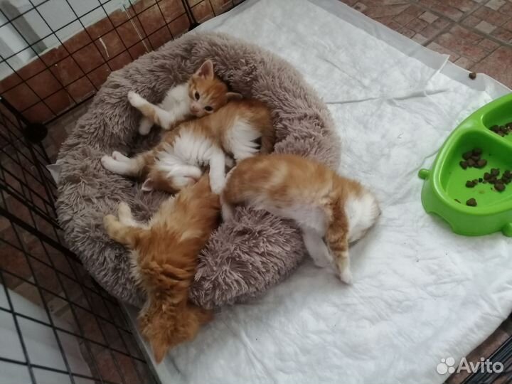 Кошки в добрые руки бесплатно