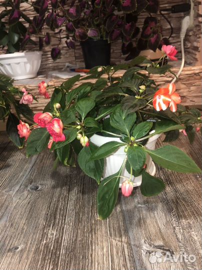 Бальзамин ванька мокрый