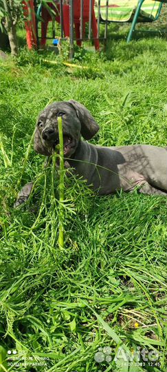 Синий призрак