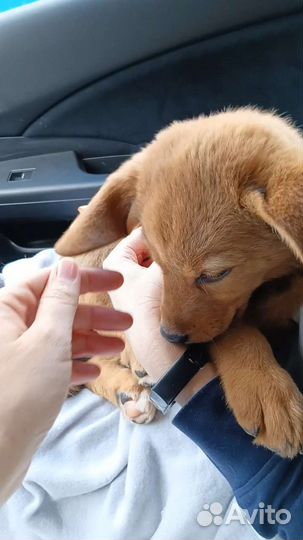 Вот такая плюшка ищет дом, девочка