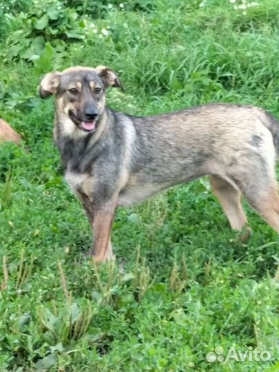 Маленькая собака в добрые руки бесплатно