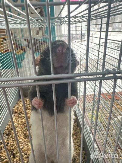 Декоративная крыса дамбо