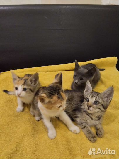 Котята в добрые руки