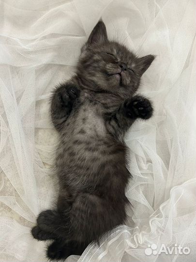 Шотландские вислоухие котята