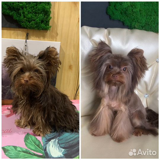 Груминг собак