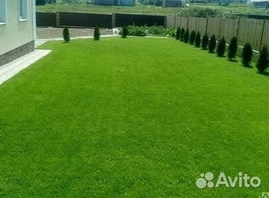 Продажа Рулонного газона