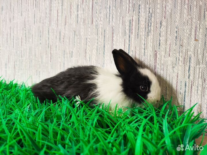 Карликовый кролик мини - очень редкий