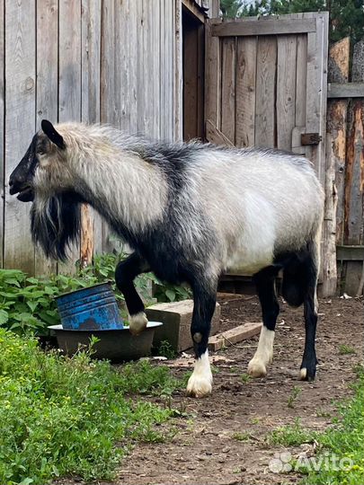 Козел на племя, альпийский