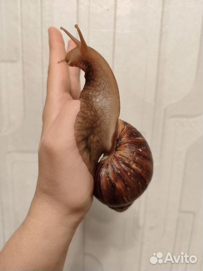 Улитки ахатины