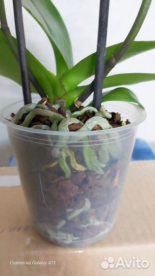 Орхидея фаленопсис Вивальди бабочка