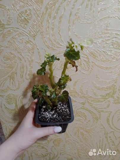 Бегония цветущая белая