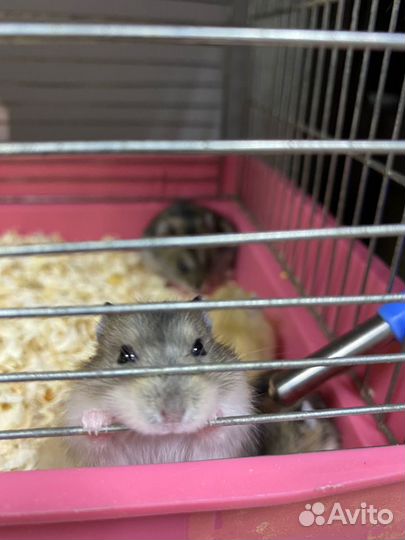 Джунгарские хомячки (джунгарики)