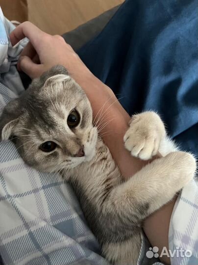 Шотландская вислоухая