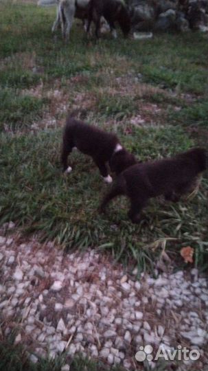 Собаки бесплатно в добрые руки